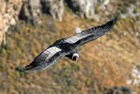 Andean Condor