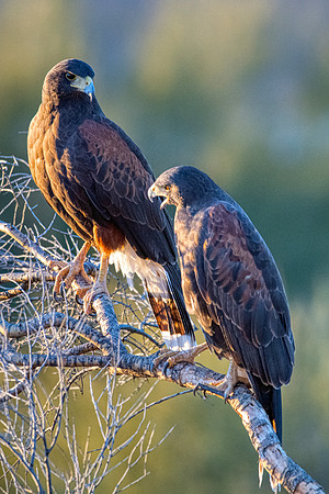 Harris Hawks2
