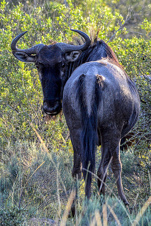 Blue Wildebeast