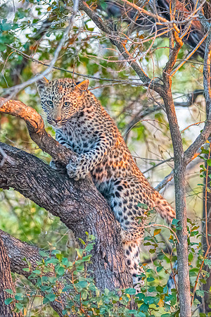 Cub up a tree