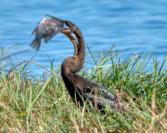 African Darter2