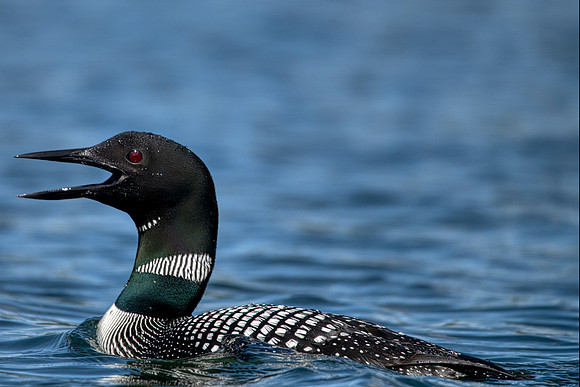 Common Loon calling