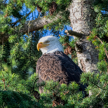 Bald Eagle at Olympic NP2