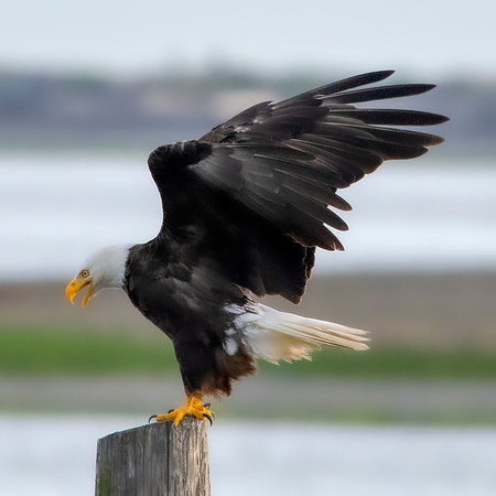 Eagles at Dungeness5