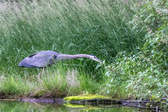 Heron hunting