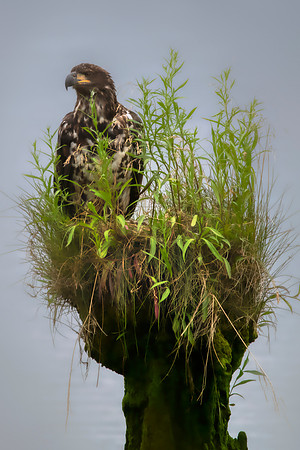 Immature Bald Eagle:Lewis and Clark river:Astoria