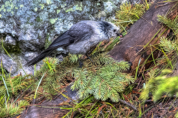 Gray Jay