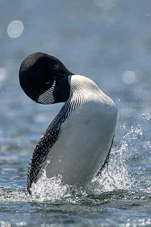 Common Loon penguin dance