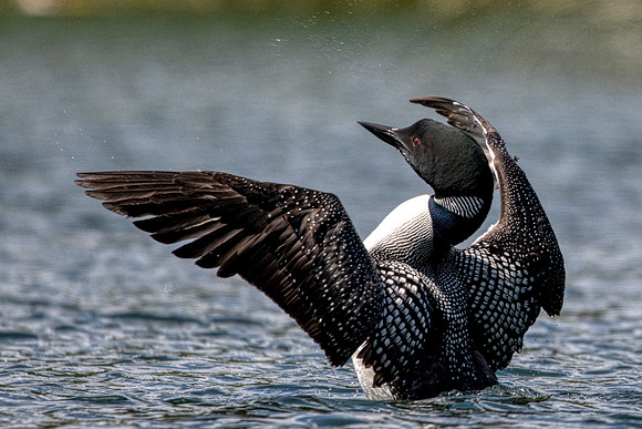 Common Loon display
