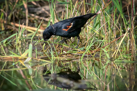 Redwing Blackbird3