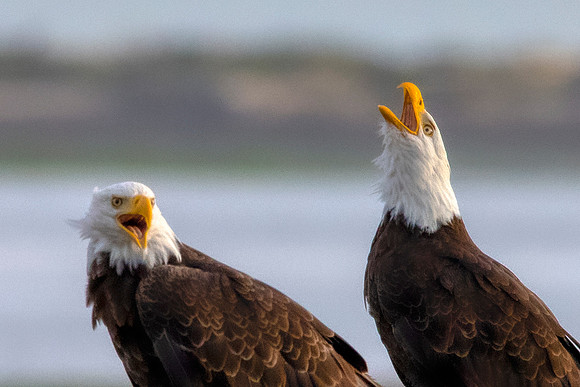 Eagles at Dungeness3