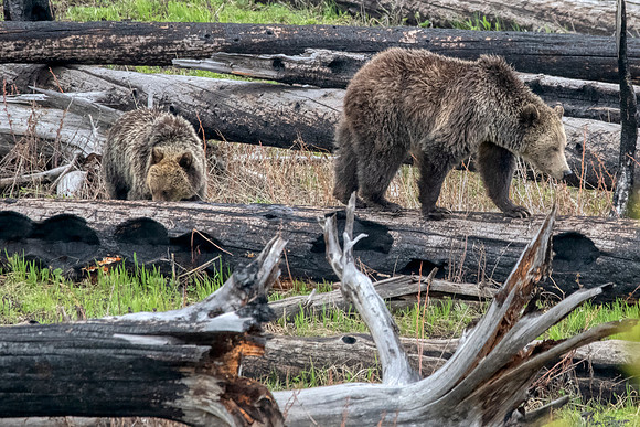 Grizley mom, cub:Yellowstone
