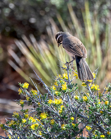 Lark Sparrow