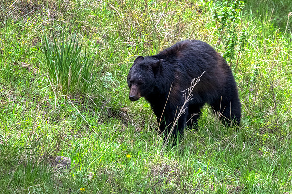 Black bear:Yellowstone