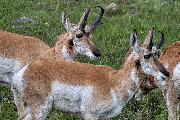 Pronghorn