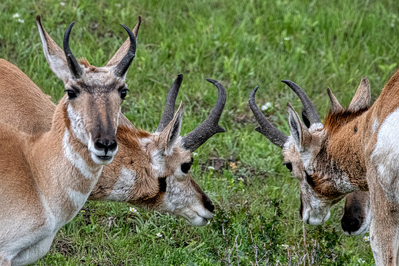 Pronghorn:Yellowstone3