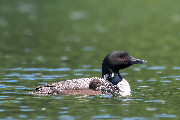 Common Loon