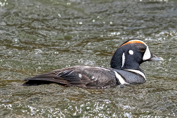 Harlequin duck