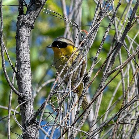 Common yellowthroat