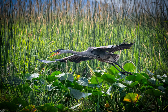 Blue Heron2