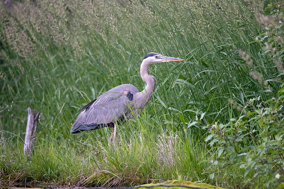 Heron