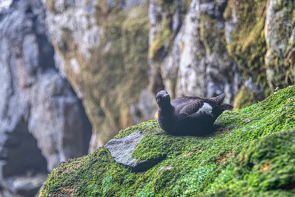 Guillimot Pigeon3