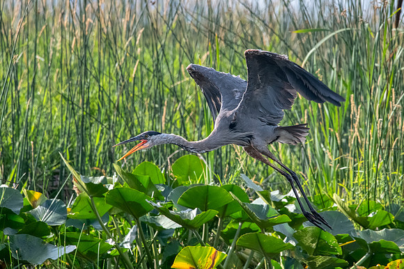 Blue Heron