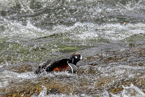 Harlequin on the Yellowstone
