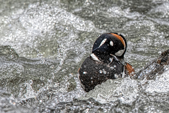 Harlequin6