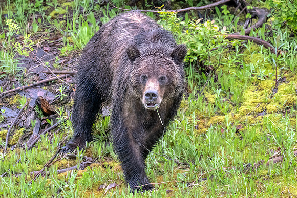 Black bear Glacier