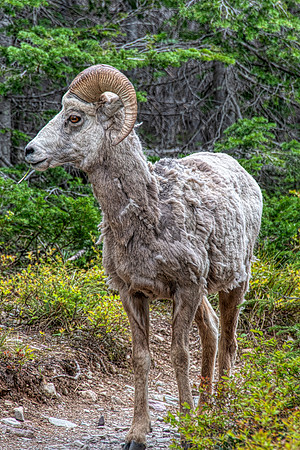 Bighorn:Glacier2