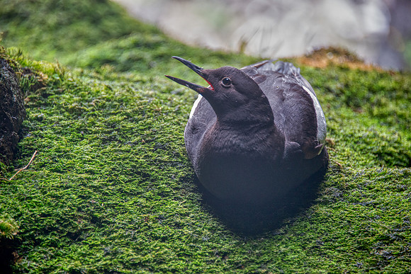 Guillimot Pigeon2