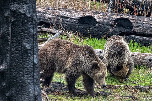 Griz mom and cub:Yellowstone