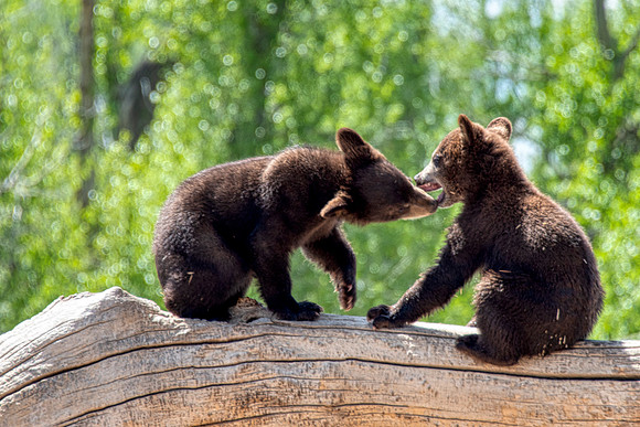 Black bear cubs