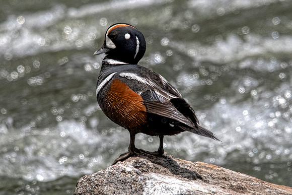 Harlequin duck5