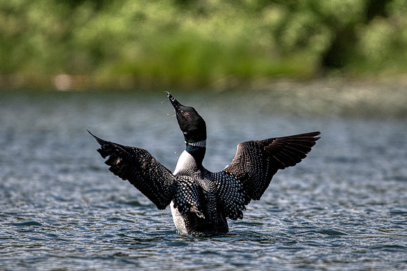 Loons penguin dance