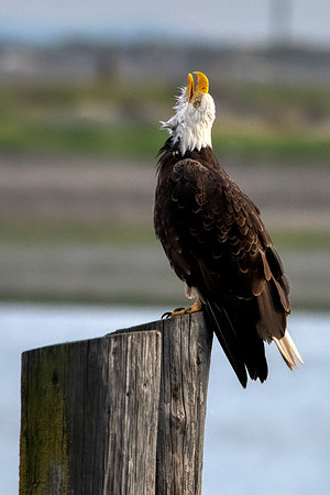 Eagle at Dungeness