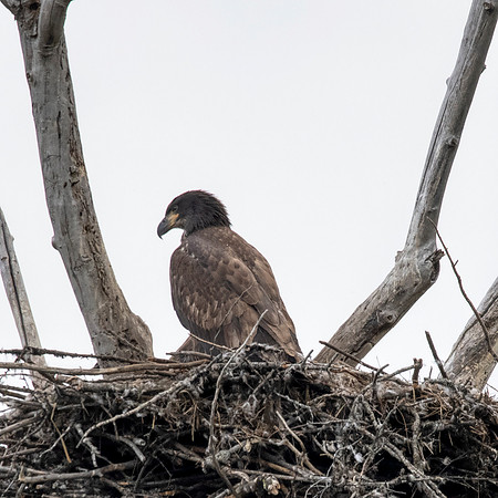 Bald Eagle yearling:Montana