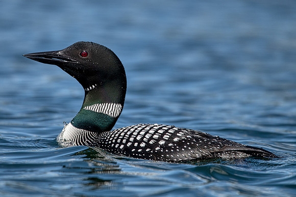 Common Loon2