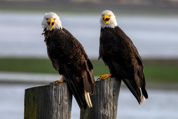 Eagles at Dungeness