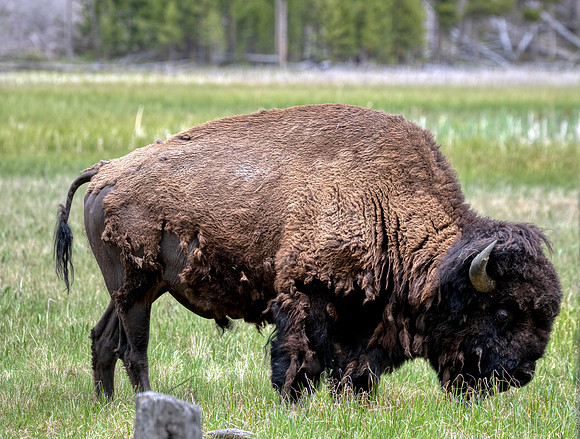 Hallies Bison