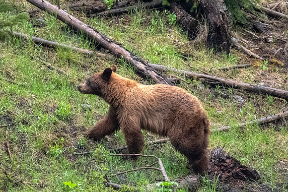 Cinnamon Black bear:Yellowstone