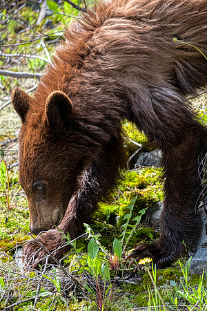 Cinamon Glacier cub