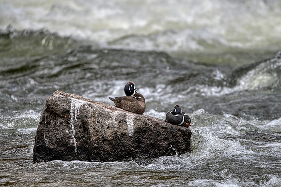 Harlequins on the Yellowstone