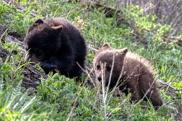 Black bear cubs:Yellowstone
