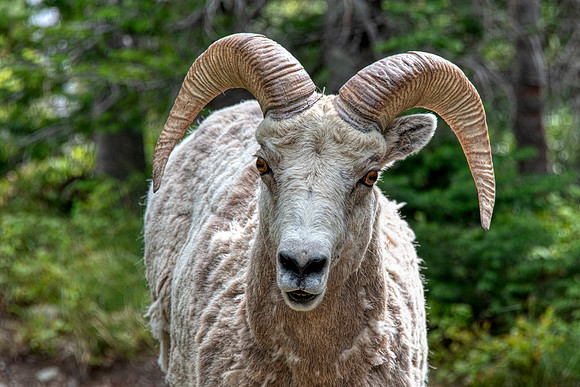 Bighorn:Glacier