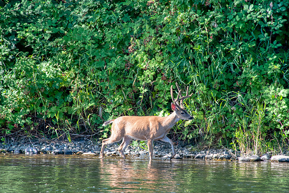 Blacktail deer on the Rogue