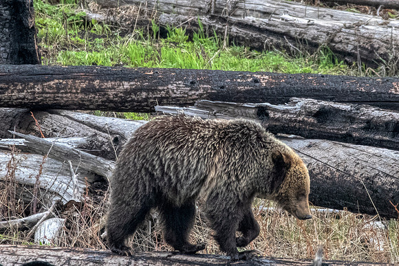 Griz in Yellowstone2