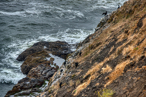 Cormorants at Yaquina Head