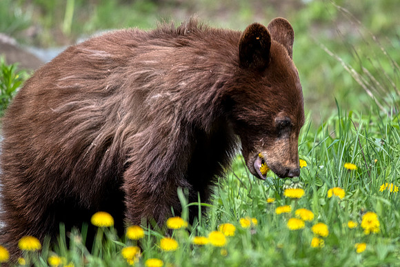 Cinamon cub:dandilions